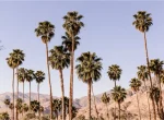 palm-desert