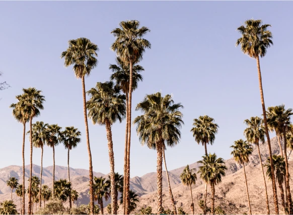 Palm trees